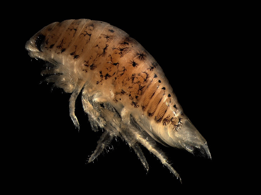 Eurydice pulchra in Asseln