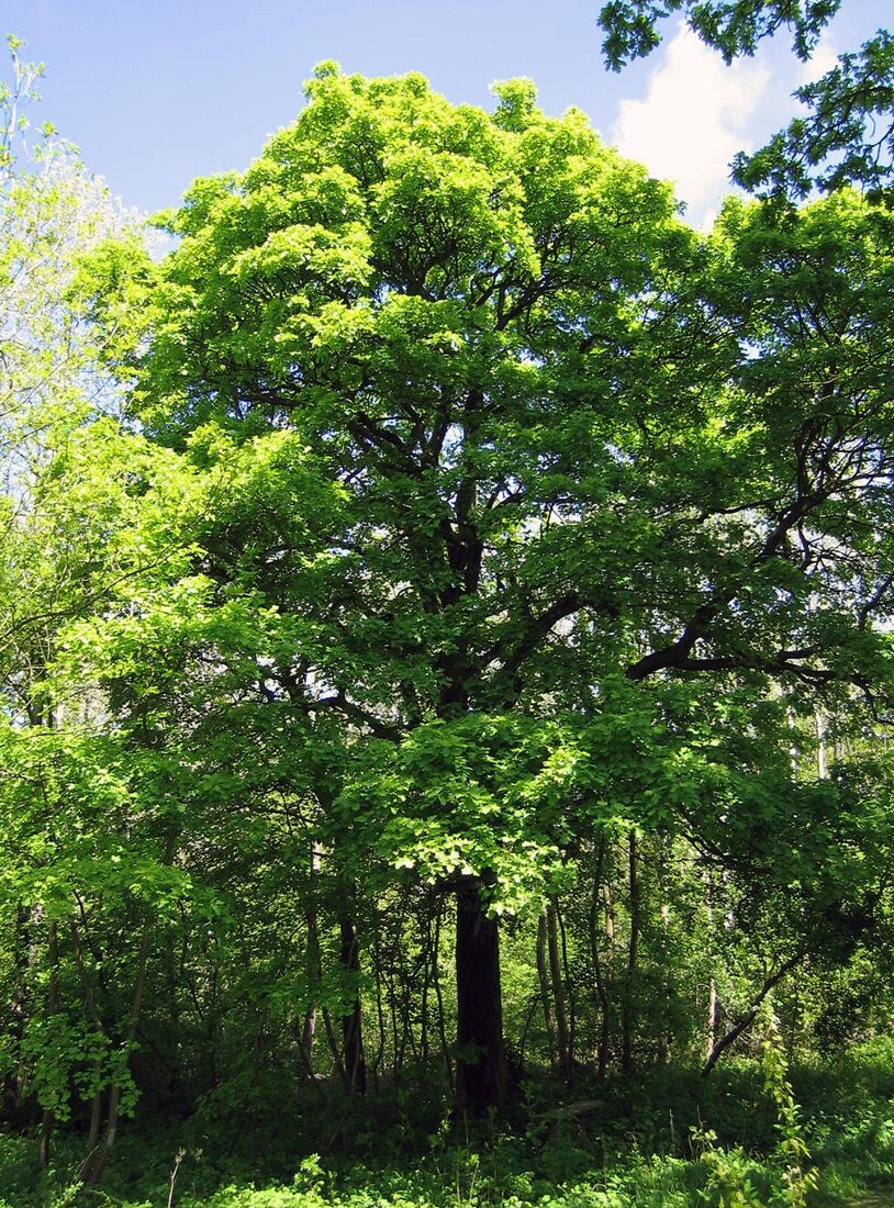 Sorbus torminalis Full tree in Blankenheim