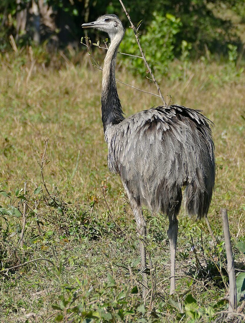 Greater Rhea (Rhea americana) ( ) in Oestrich