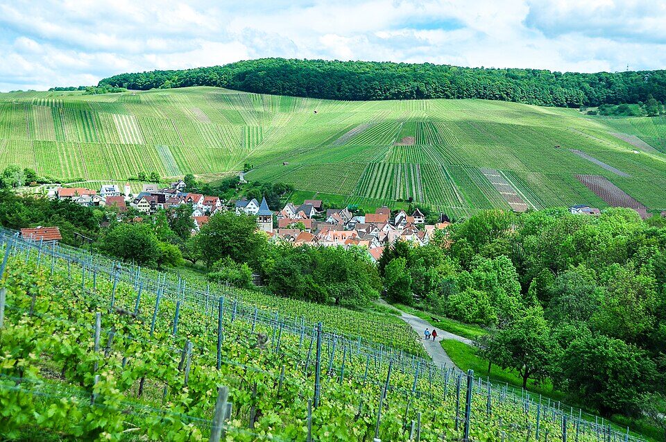 Weinberge um Strümpfelbach in Weinstadt